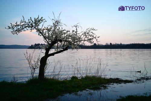 TYF_0209